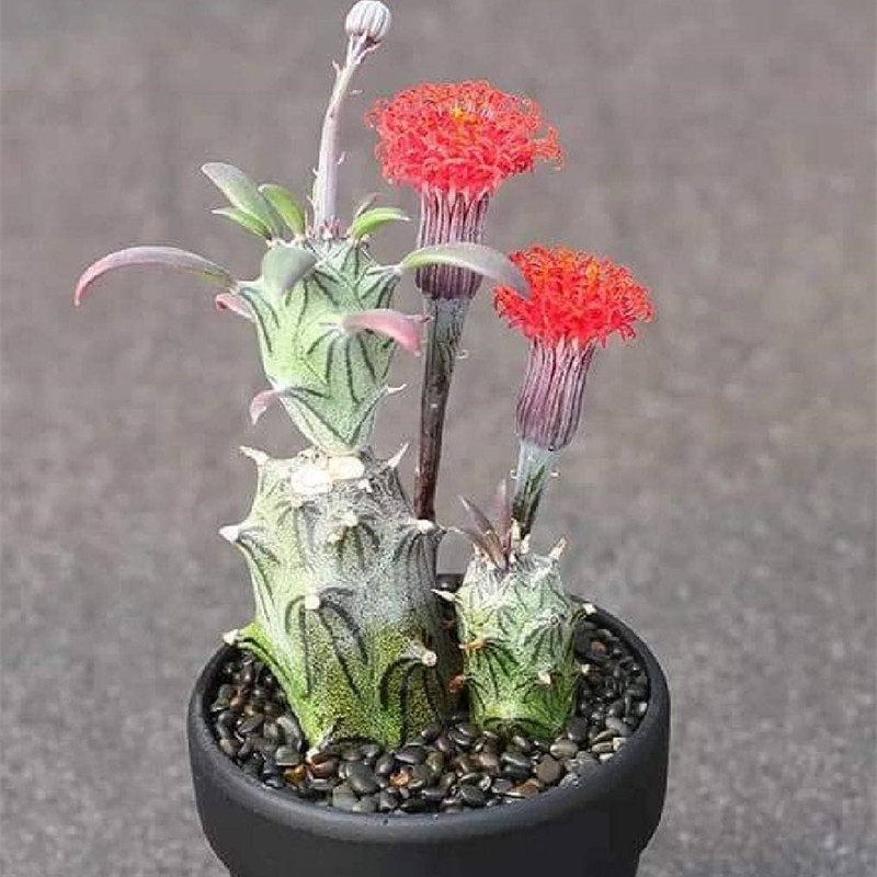 普西利菊 开花漂亮菊科无刺仙人柱仙人球多肉植物盆栽