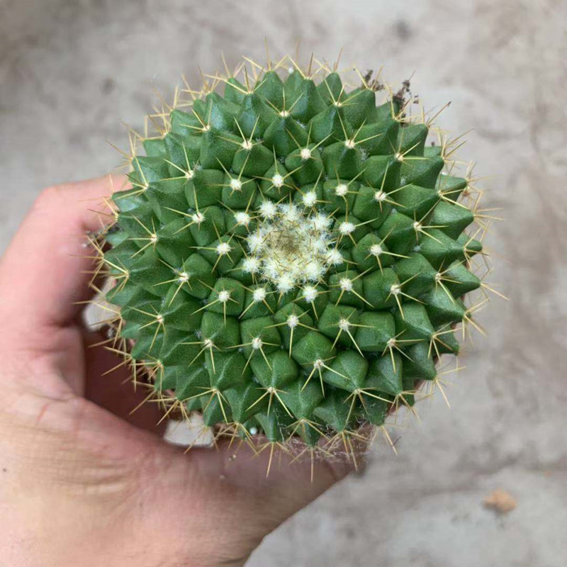 金洋丸仙人球 实生小苗开花多肉植物盆栽 黄花迷你好养防辐射肉肉