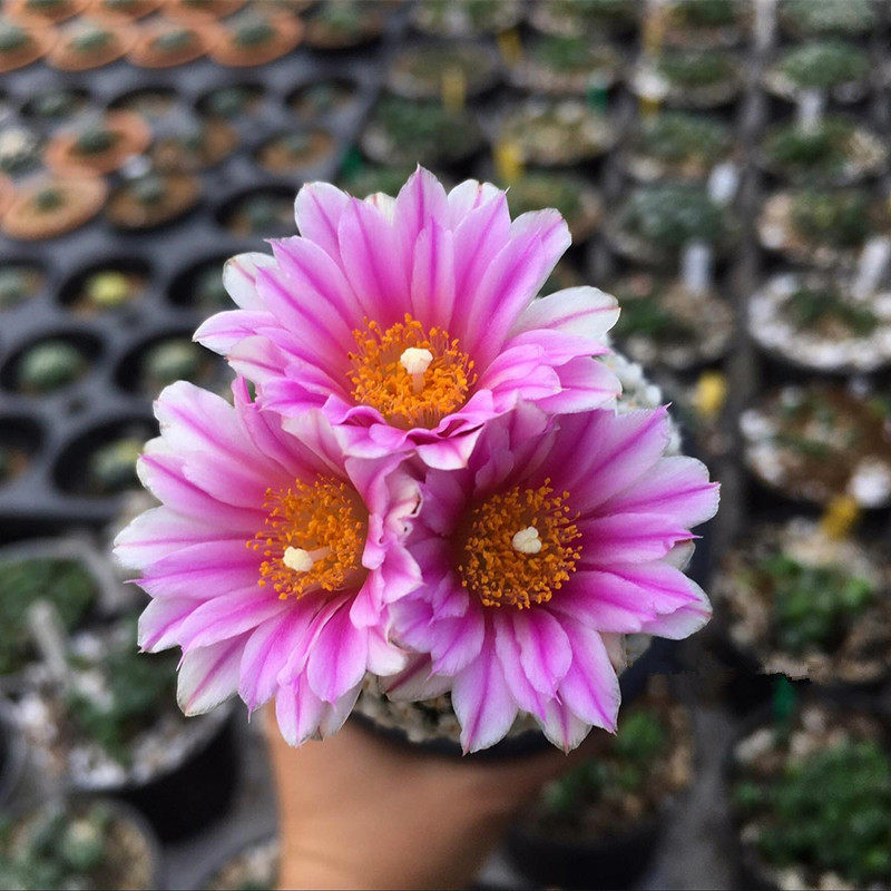 稀有仙人球 新手_蔷薇丸仙人球稀有贵货趴刺不扎手冷门新手好养开粉花