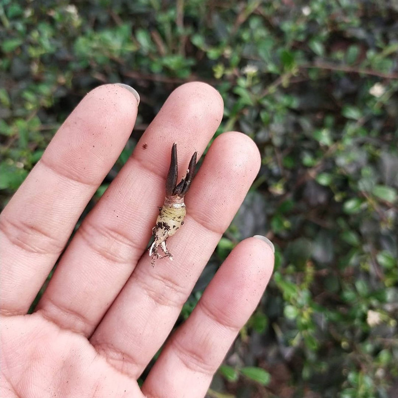 岩牡丹实生播种小苗 稀缺各种混播 欧洲进口多肉植物开花小颗