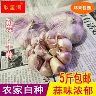 2022年农家自种鲜大蒜新鲜紫白皮干蒜头干蒜蒜种非独头蒜5斤现挖