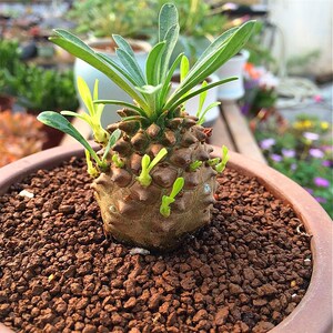 多肉植物块茎价格