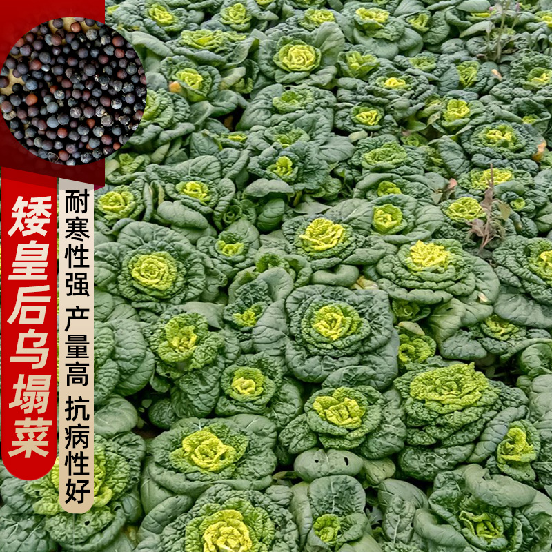 黑心乌菜种孑秋冬季播合丰正宗徽乌121乌塌菜种籽优质蔬菜种子