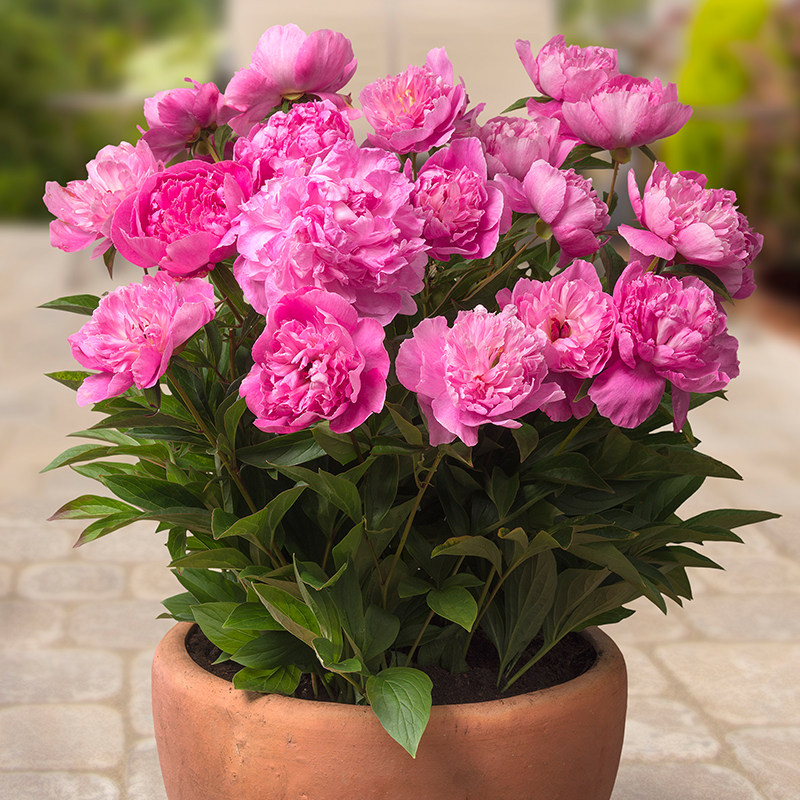 带芽芍药花根块四季易活盆栽庭院地栽花卉植物耐寒——四级青种业