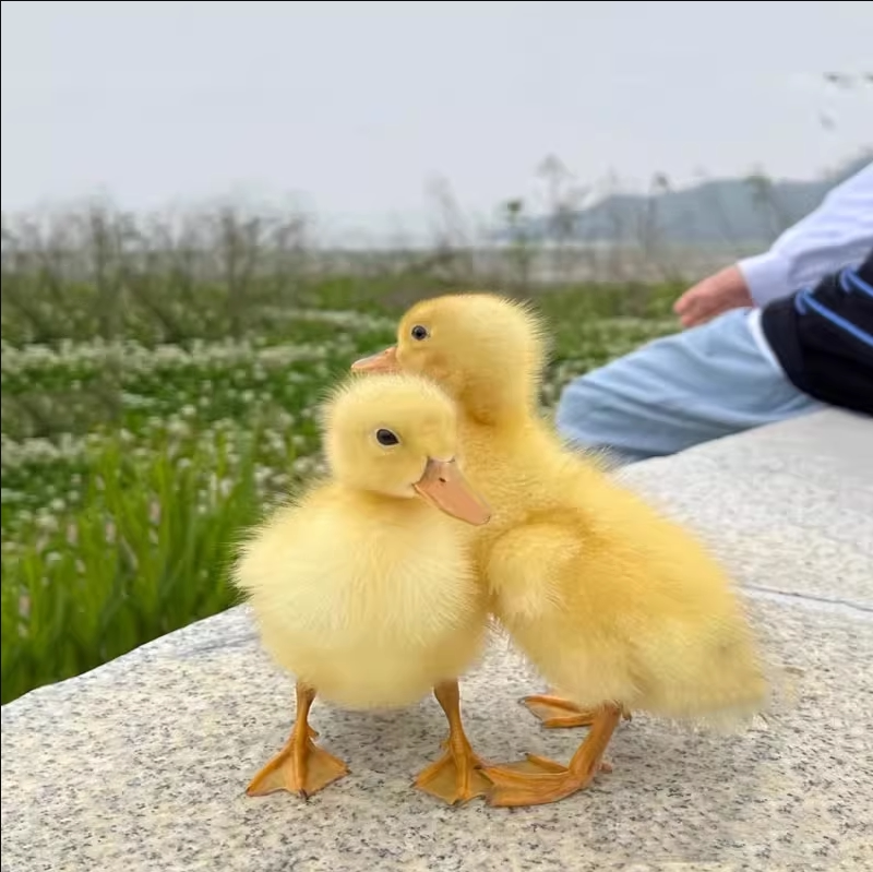 柯尔鸭活物小鸭子活宠物网红小黄鸭可达鸭活的小鸭子宠物幼崽活苗
