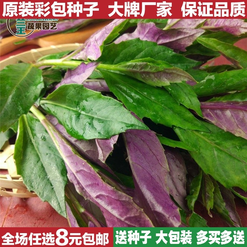 【紫背菜种子】紫背天葵蔬菜籽庭院阳台盆栽血皮菜观音菜野菜种子