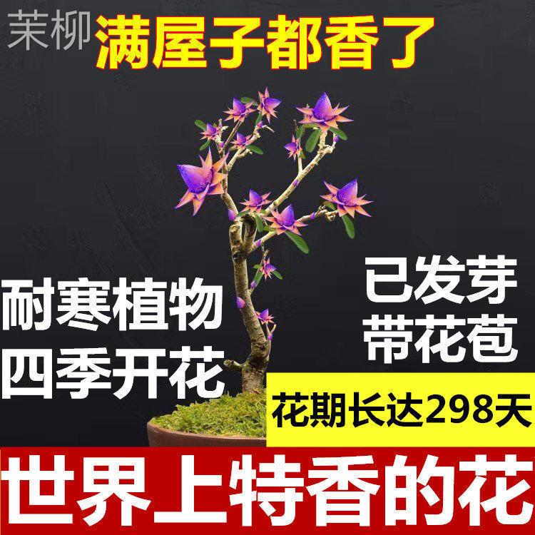 天然檀香苗聚财纳福金莲花苗盆栽花卉南北方室外种植耐寒驱蚊驱虫