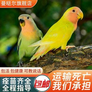牡丹鹦鹉活鸟活物手养黄桃绿桃小鸟会学说话的宠物鸟家养成年繁殖