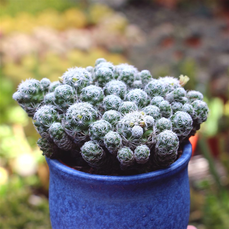 白鸟仙人球_含盆发货种白雪光土都白鸟室内防辐射花j带仙人球带会开花