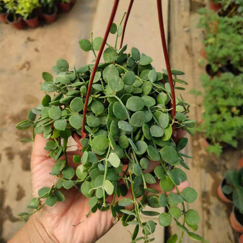 阳台悬挂室内串钱藤金钱绿植物肉含盆夏季优质非常容x易钱多多吊