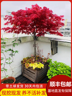 日本红枫树苗红舞姬三季红盆栽盆景庭院别墅道路耐寒室外绿化植物