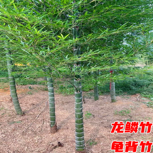 龙鳞竹树苗庭院耐寒四季常青绿化风景植物龟背竹罗汉竹紫金镶玉竹