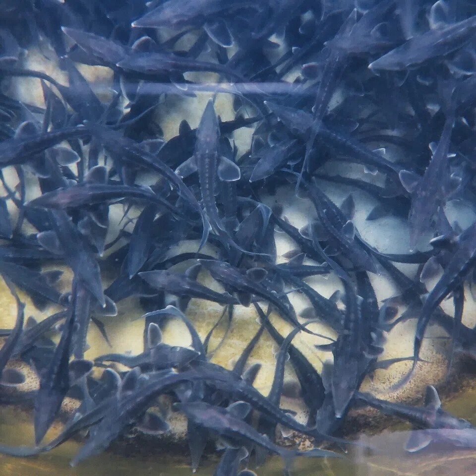 鲟鱼鱼苗中华水花鲟龙鱼苗鸭嘴鱼苗幼苗淡水养殖观赏鲜活活鱼