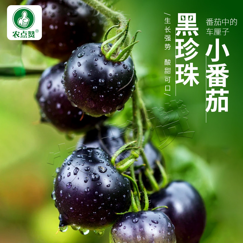 黑珍珠西红柿种子西红柿种孑种籽玲珑小番茄种子四季阳台种植盆栽