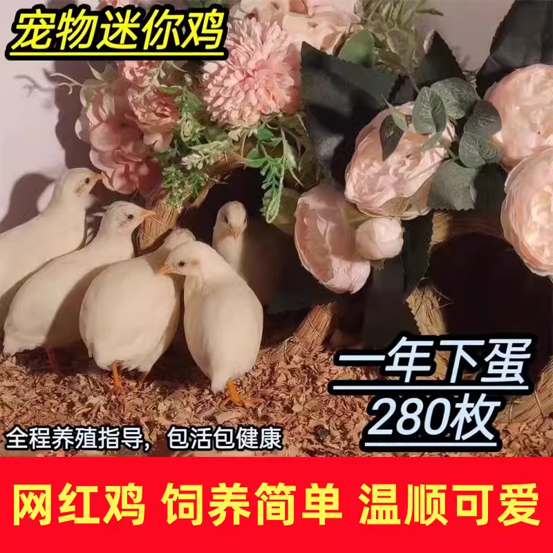 网红芦丁鸡活物宠物鸡活体全色系家养宠物40-60天青年鸡顺丰发货