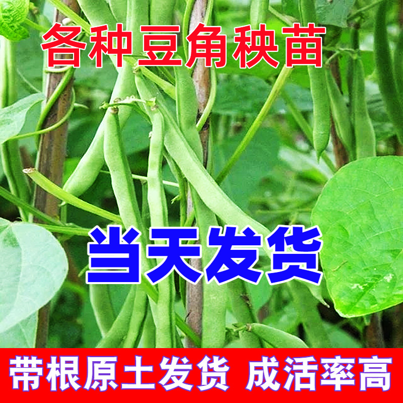 无架四季豆角秧苗带土庭院豆角苗爬架长豆角苗豇豆苗蔬菜阳台盆栽