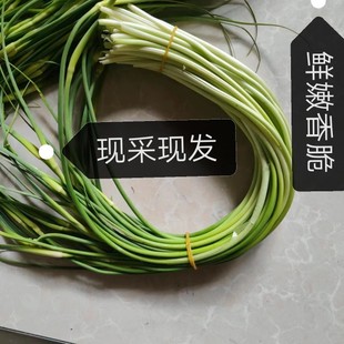 新鲜蒜苔云南脆嫩白帽蒜芯现摘现发早蒜薹苗嫩露天蔬菜蒜苗毫蒜薹