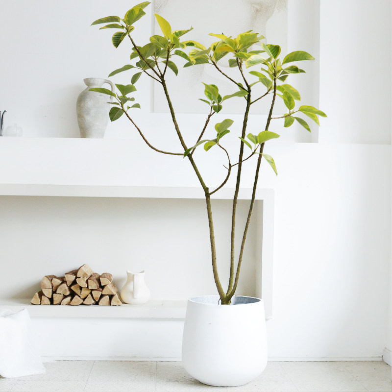 花叶榕(花叶榕和黄金榕的区别)