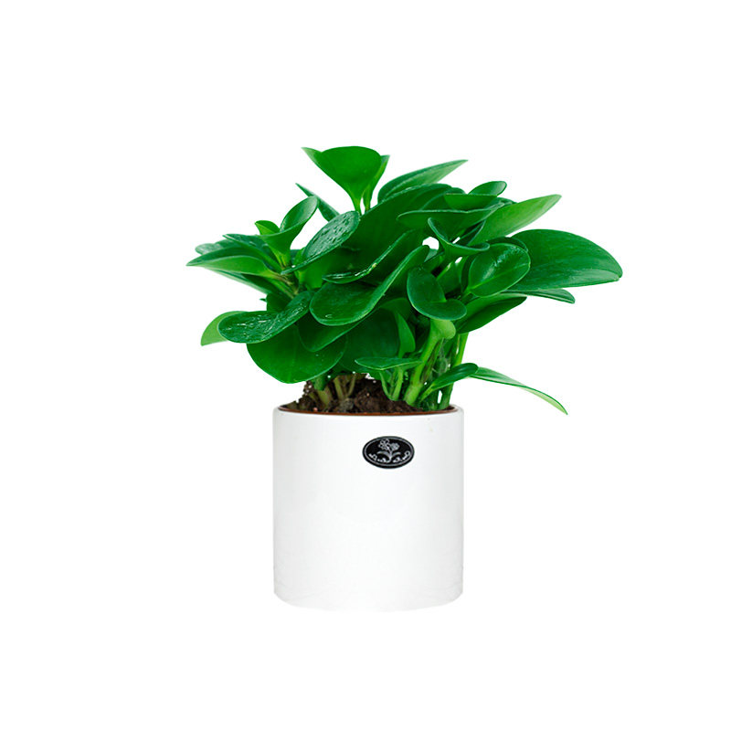 绿植室内办公室盆k栽桌面豆瓣绿含盆观叶植物非常容易小花卉大青