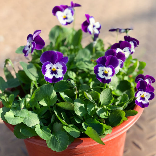 小兔子皱边角堇盆栽带花果汁冰糕三色堇花k苗观花植物耐寒花卉力