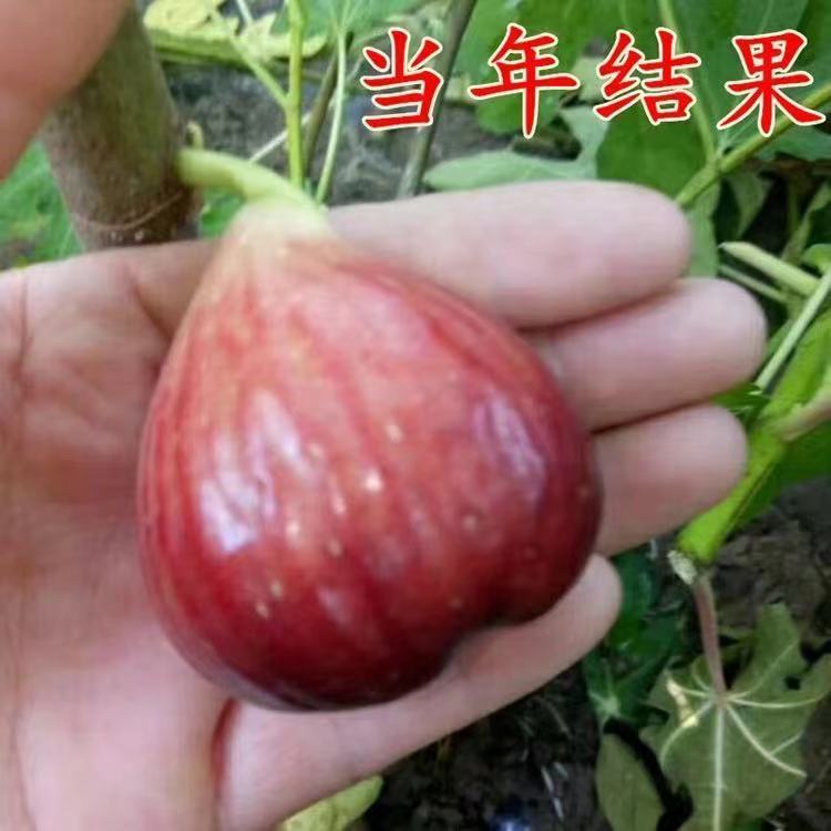 无花果带土带叶当年结果盆栽树苗