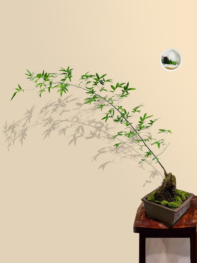 乐竹-特价促销-优惠券领取-价格|多少钱|什么牌子好-35优惠券网站