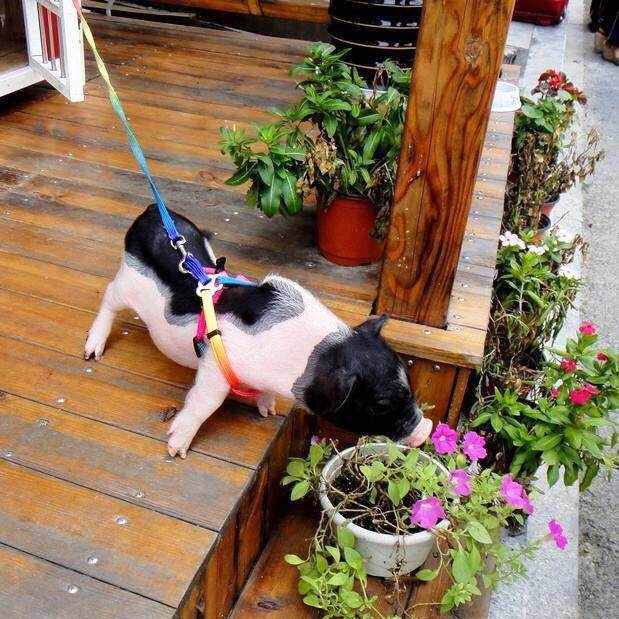 小迷香牵引绳猪遛宠物猪专用riw绳子溜绑泰国你绳小香猪用品