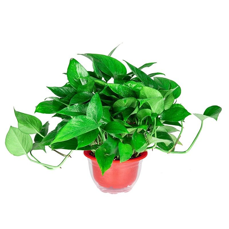 高档绿航绿萝植物室内吸甲醛绿萝盆栽室内绿植水培长藤垂吊绿箩吊