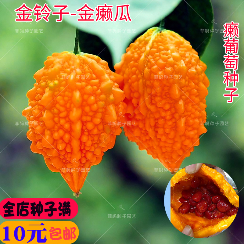 金铃子水果
