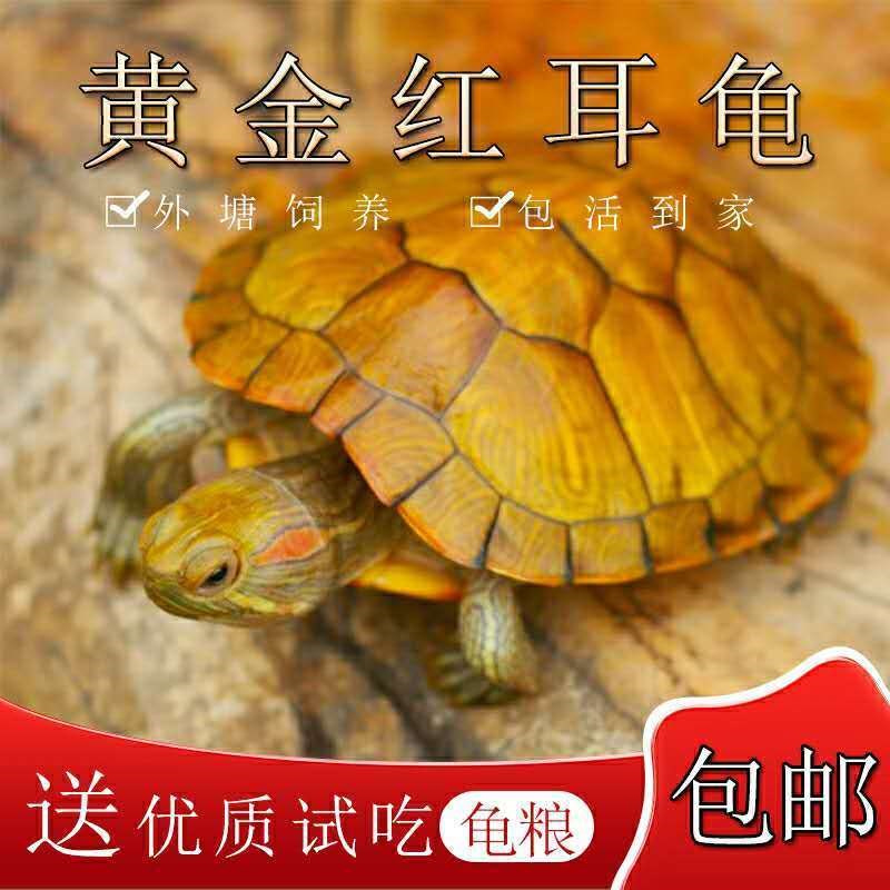 金钱龟纯正-特价促销-优惠券领取-价格|多少钱|什么好