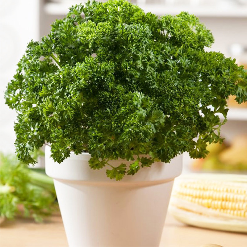 欧芹盆栽 卷叶皱叶摩西小香芹西餐料理食材新鲜四季种植香草苗