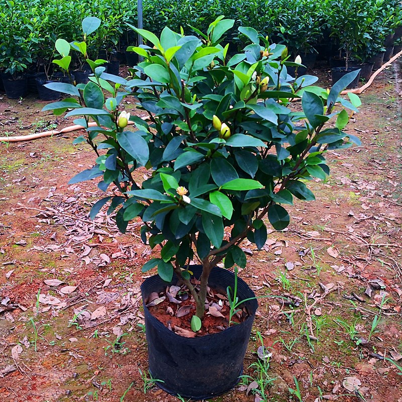 盆栽含笑树苗植物庭院阳台含笑花苗芳香型花卉耐寒耐热花