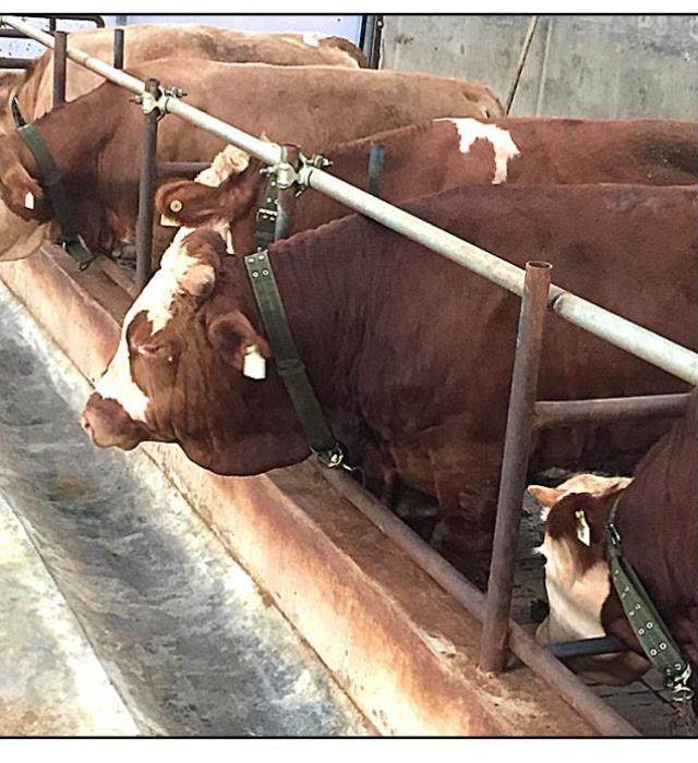 肉牛鼻扣狗绳户圈狗犬牛鼻环圈b钳鼻子养殖项超大号狗项圈中型