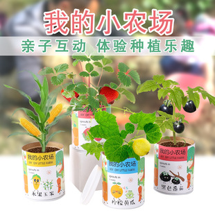 我的小农场儿童种植幼儿园礼物diy吸甲醛创意植物草莓柠檬盆栽