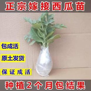 嫁接西瓜苗8424麒麟瓜早熟南方大棚春季种植西瓜苗秧阳台盆栽菜苗