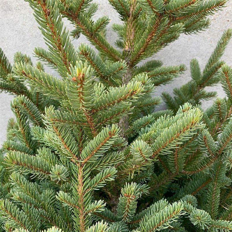 圣诞树真树云杉树圣诞节专用大型松树苗绿植盆栽活树x小型家用装