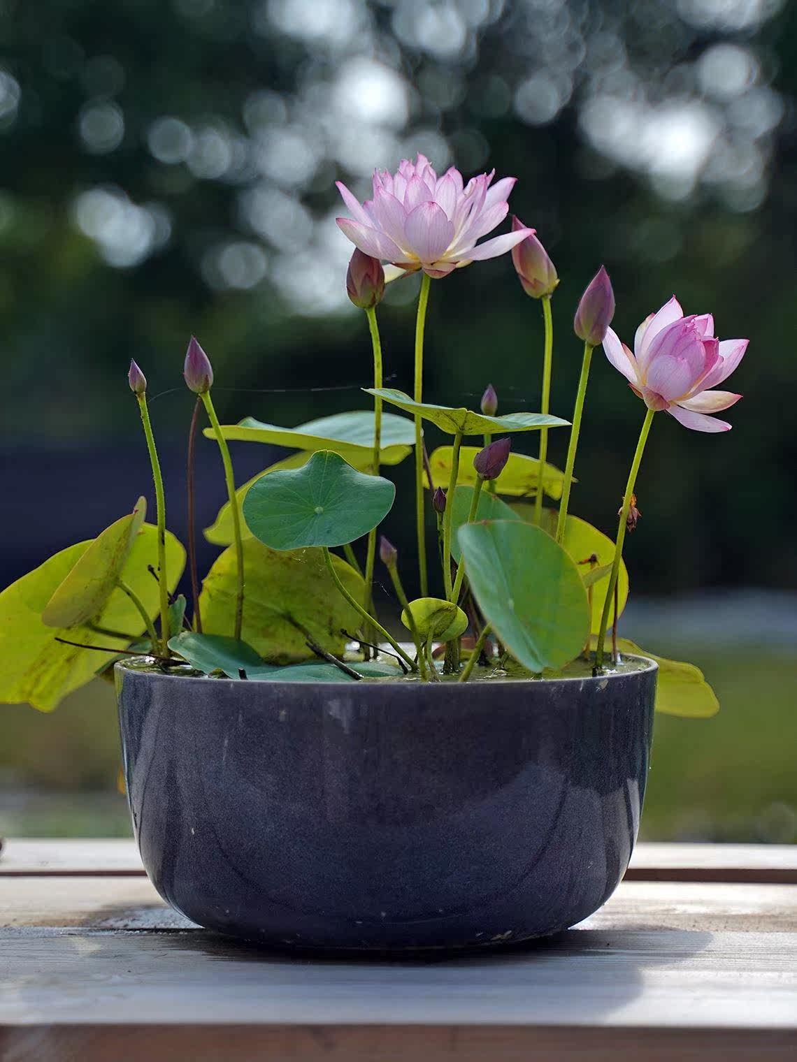 多款碗莲容器睡莲大号水培花盆莲花水生植物陶瓷荷花复古无孔盆