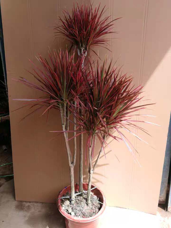 龙树最新优惠券