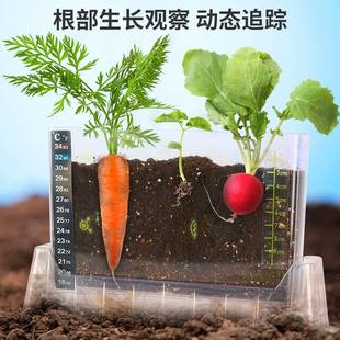 儿童种植小盆栽阳光房植物生长观察盒小学生科学实验套装手工diy