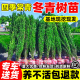 冬青树苗法国北海道黄杨直立篱笆墙庭院围墙植物四季常青耐寒绿篱