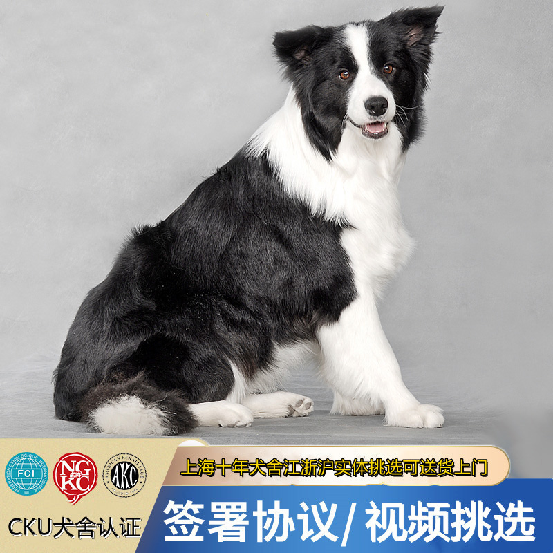 边境牧羊犬纯种幼犬三通七白棕色金色黑白高智商边牧宠物狗狗活体