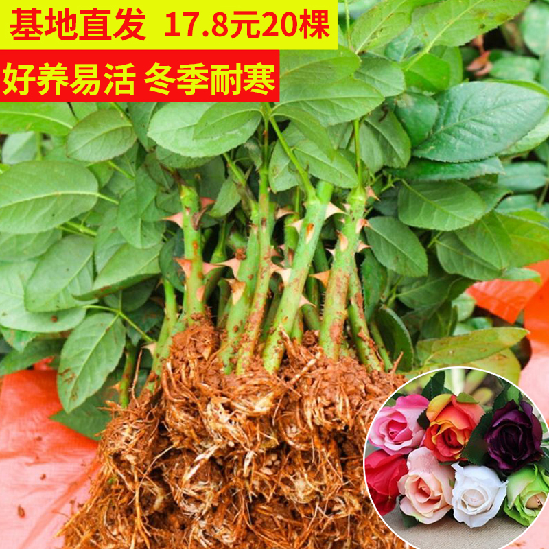 云南直发20颗玫瑰花苗四季开花易活