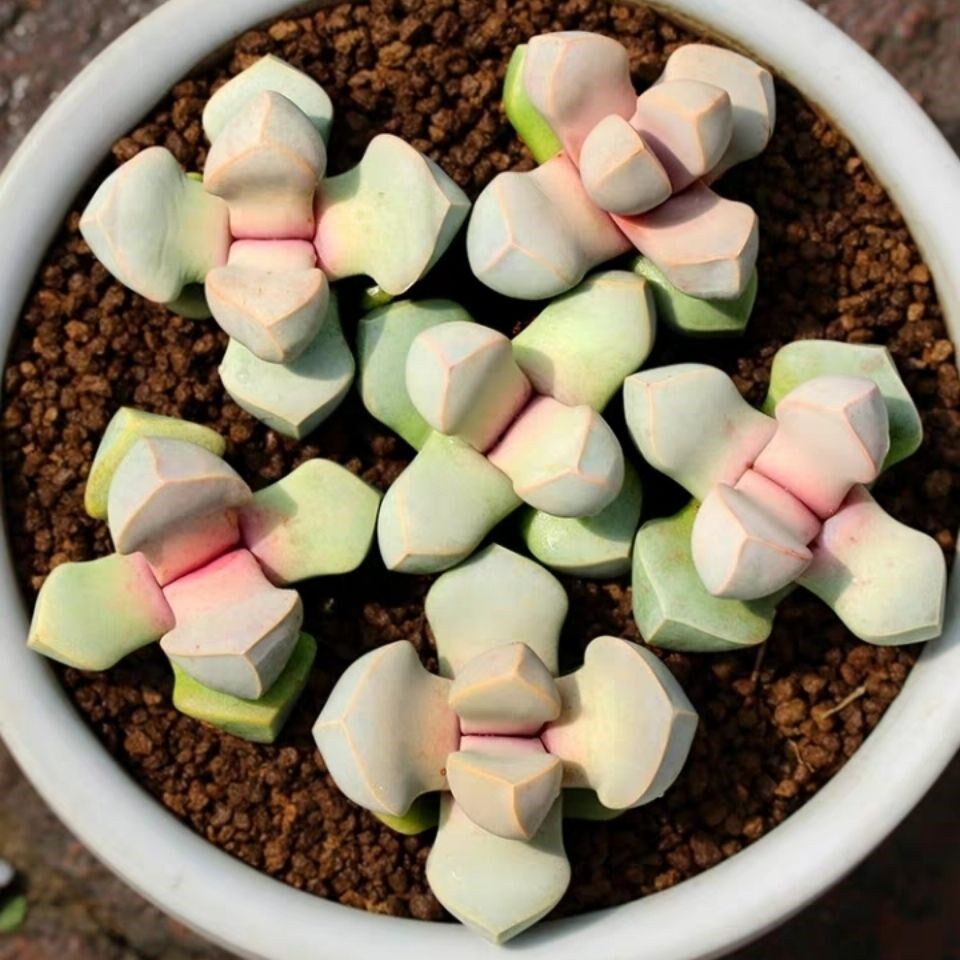 代购魔玉5年开花母株多肉植物盆栽生石花多沫屁股花屁