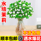茉莉花水培植物盆栽带花苞办公室内桌面好养懒人鲜花绿植水养花卉