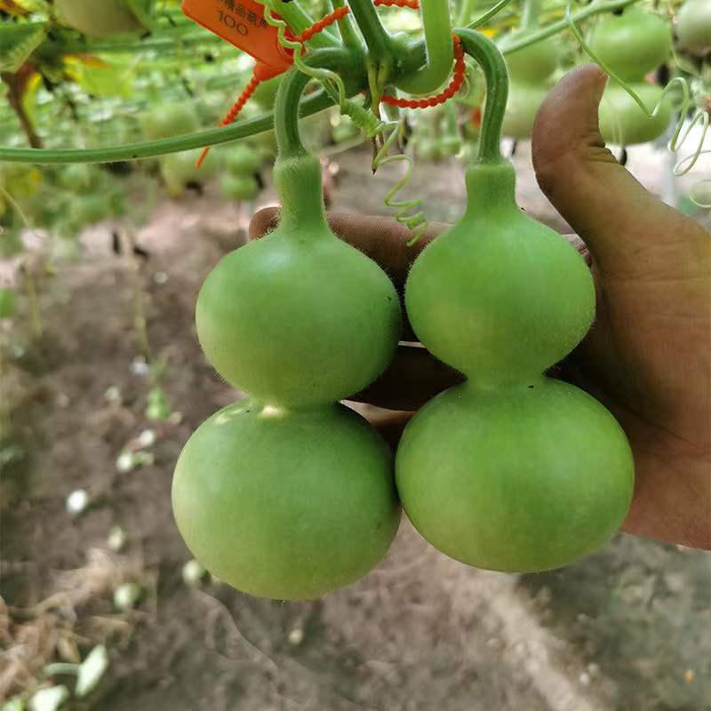 Gourd seeds seed South North Four seasons plant courtyard balcony Potted plant Climbing Botany Watch trumpet Gourdin the Flower delivery/Flowers simulation/Plants gardening , Flowers/Fruits and vegetables/Lawn seed (New) , Home & Garden Seeds category - from Buy2taobao.com to provide professional Taobao agent buy service
