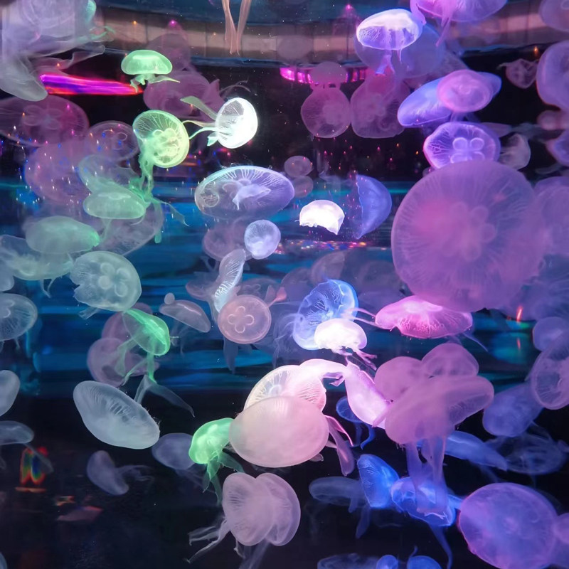 活物网红海洋小学生迷你宠物水母