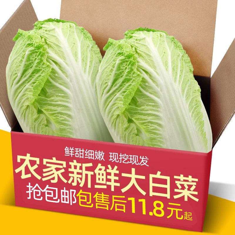 东北农家翡翠大白菜5斤新鲜蔬菜大白