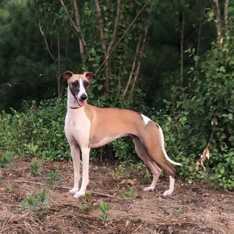 高档格力犬惠比特犬格力活体幼犬猎狗幼犬灵缇犬猎兔犬细犬狗大狗