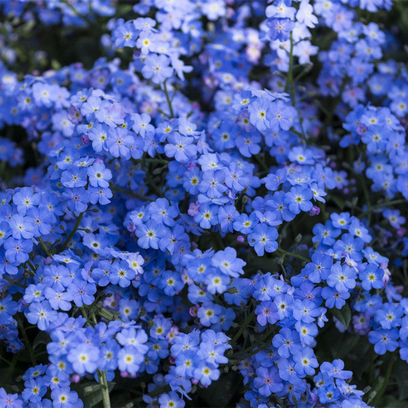 勿忘草-特价促销-优惠券领取-价格|多少钱|什么牌子好-35优惠券网站