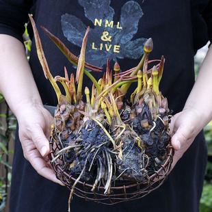 睡莲四季盆栽水培植物室内鱼缸池塘莲花水养花卉荷花根块带花苞